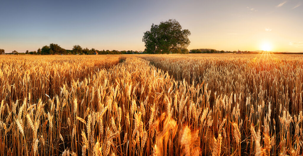 دپارتمان مواد غذایی و کشاورزی